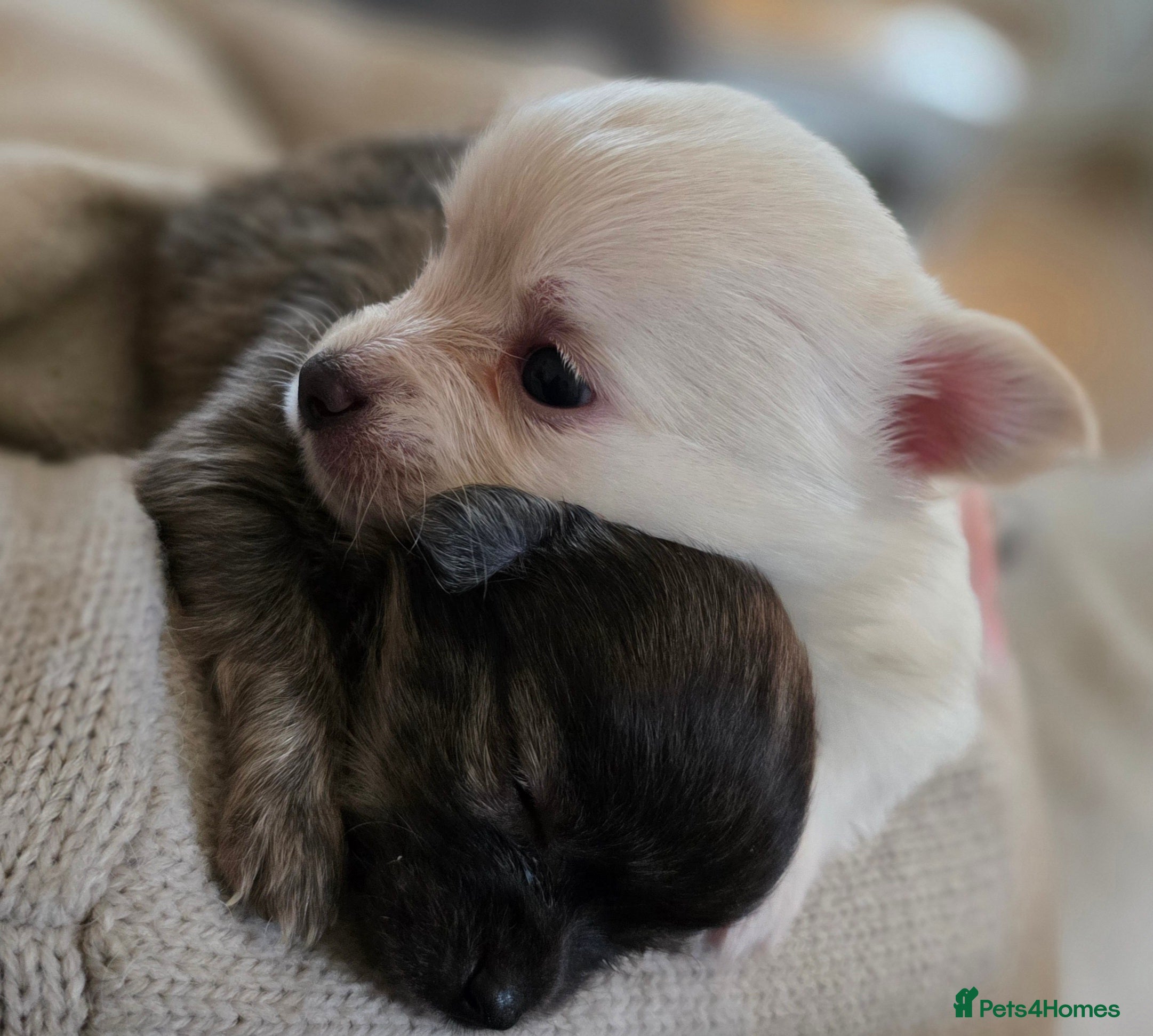 Pomchi dogs Gorgeous Pomchi Puppies - Advert 6