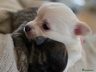 Pomchi dogs Gorgeous Pomchi Puppies - Advert 11