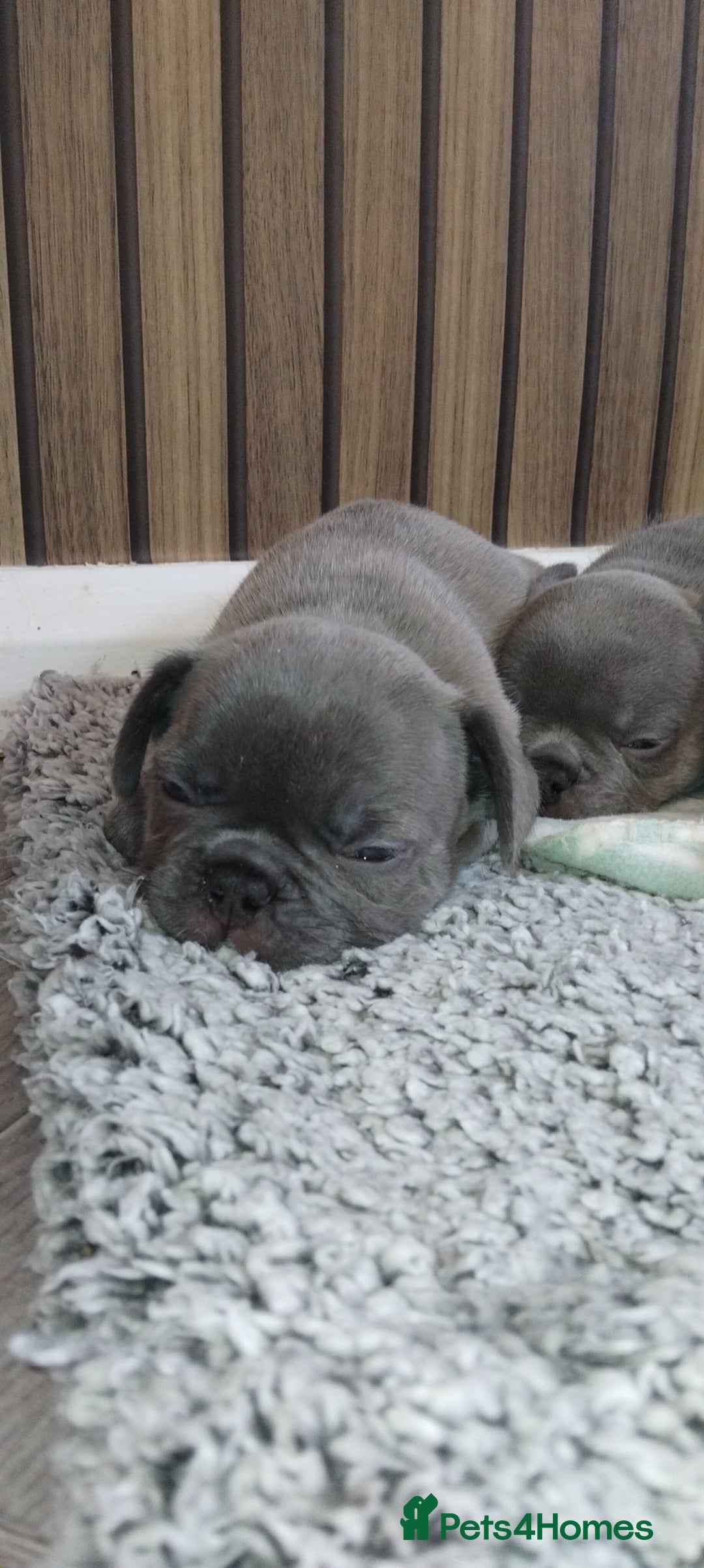 French Bulldog dogs for sale: French bulldog FLUFFY pups - Image 20