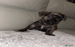 Mixed Breed dogs for sale: Rare Frenchie and Yorkie Mix litter - Image 12