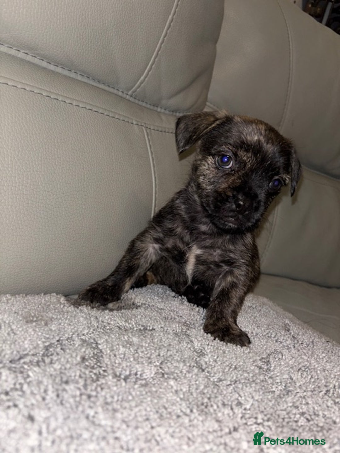 Mixed Breed dogs for sale: Rare Frenchie and Yorkie Mix litter - Image 12