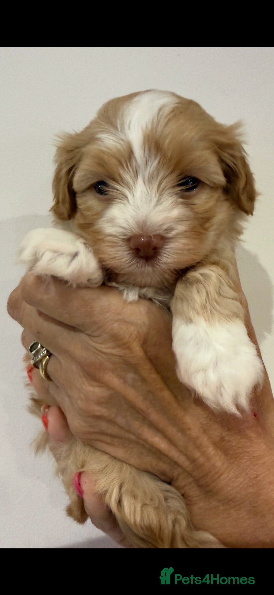 Havanese dogs Stunning KC Registered Havanese Puppies - Advert 1