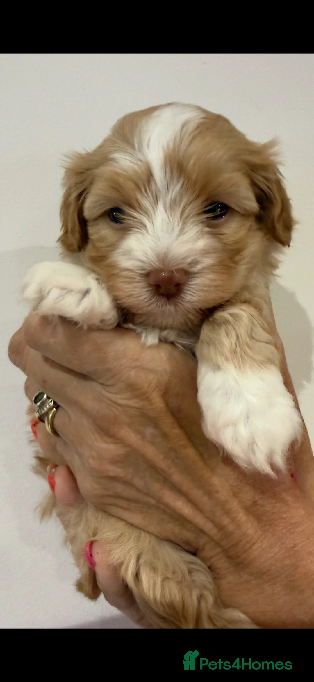 Havanese dogs for sale: Stunning KC Registered Havanese Puppies - Advert 1