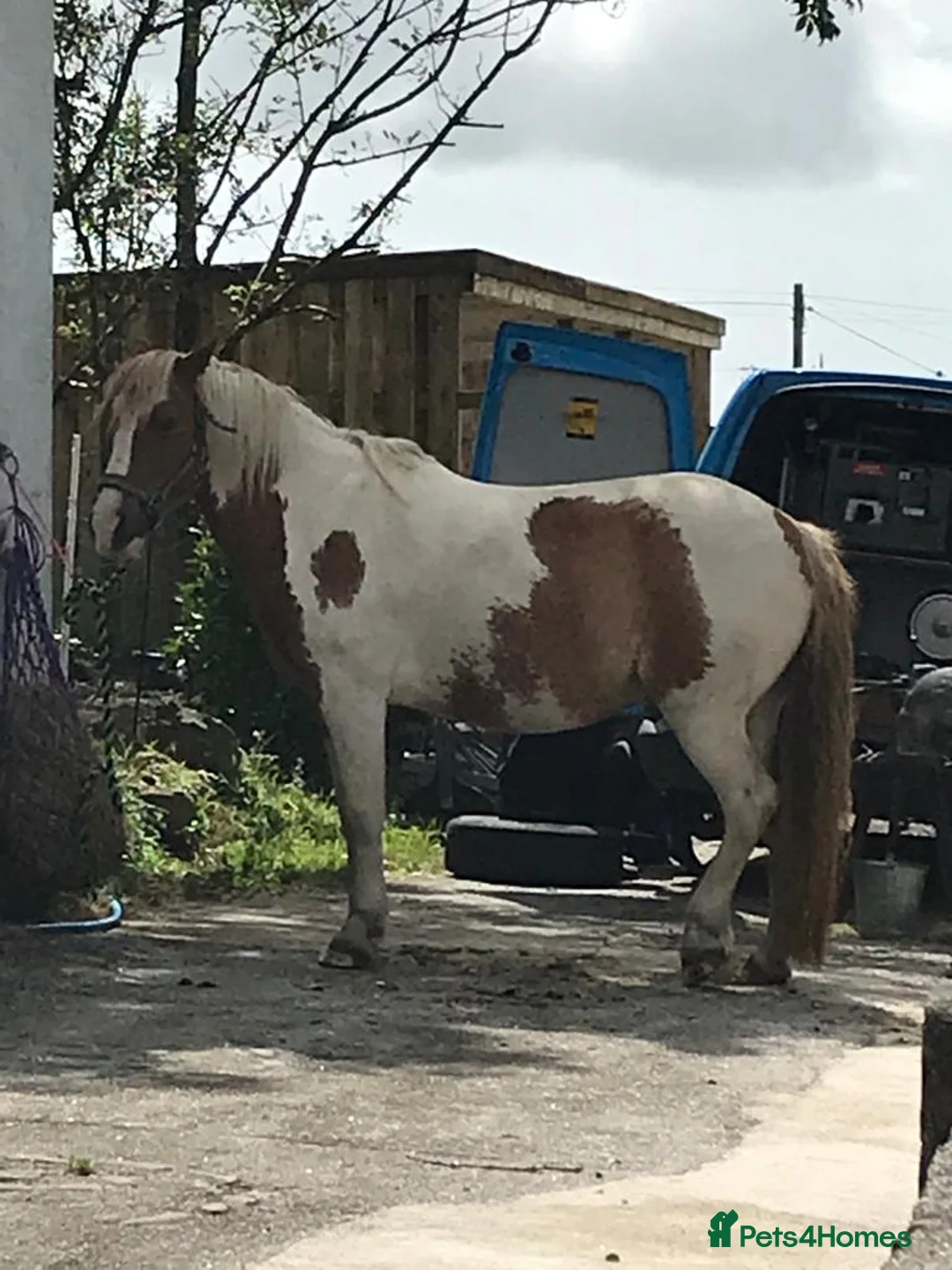 Other Breed horses for sale: Skewbald gelding  - Advert 5