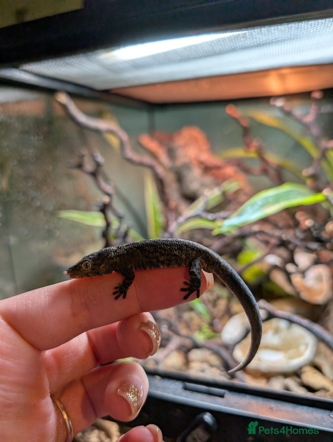 Gecko reptiles for sale: Eurydactylodes Agricolae (Bauers Chameleon Gecko) - Advert 3