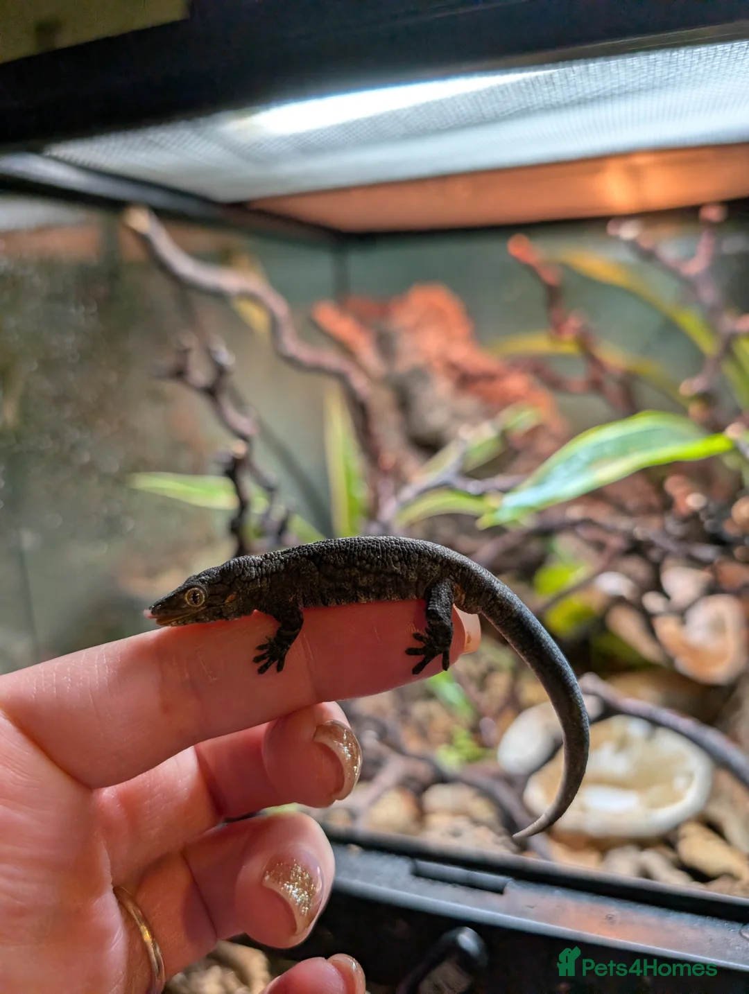 Gecko reptiles for sale: Eurydactylodes Agricolae (Bauers Chameleon Gecko) - Advert 3