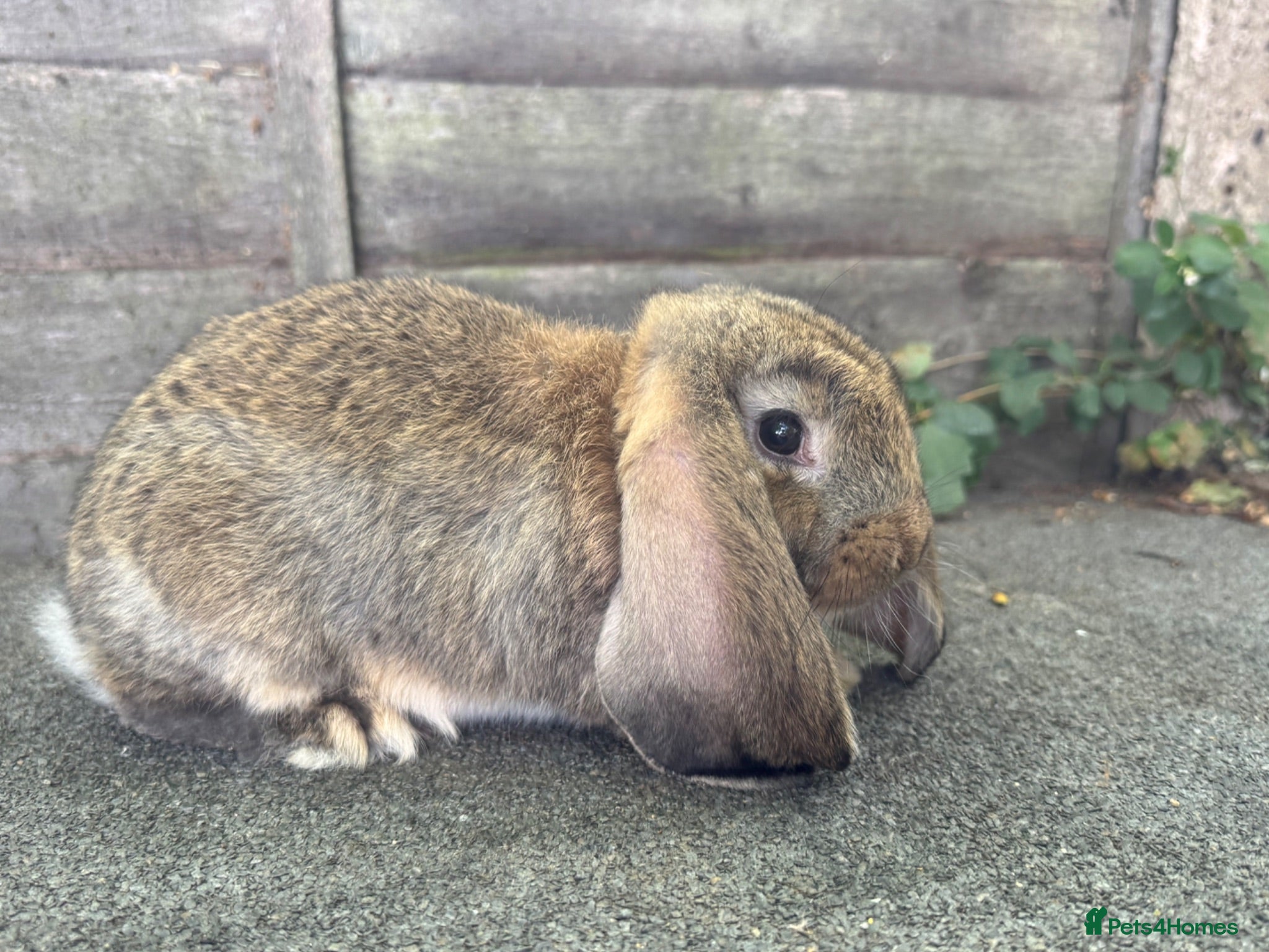 French Lop rabbits Ready in 1 Week • Quality French Lop Bunnies - Advert 2