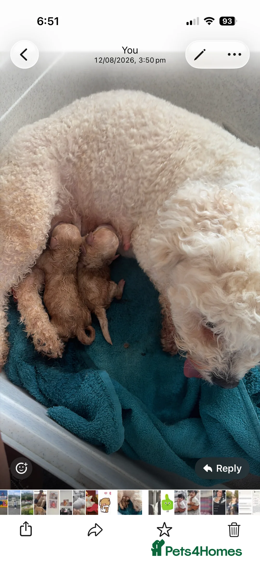 Poochon dogs for sale: Toy poodle/bichon - Advert 2