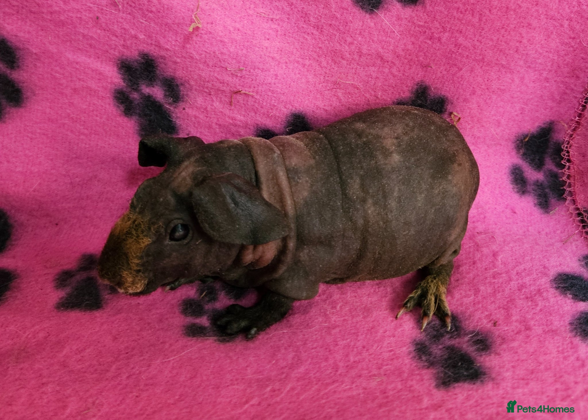 Guinea Pig rodents Skinnys Werewolfs & Lakelands Available  - Advert 22
