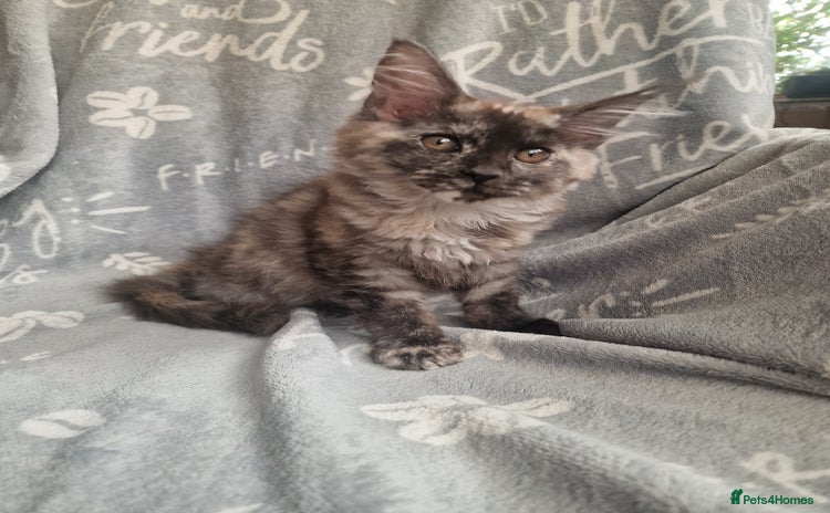 Maine Coon cats - Advert 4