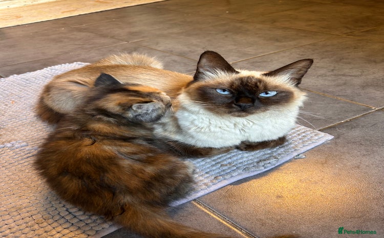 Ragdoll cats for sale - Advert 1
