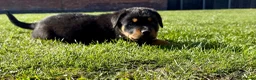 Rottweiler dogs for sale: Rottweiler pups READY TO GO KC Registered/Champion - Advert 5