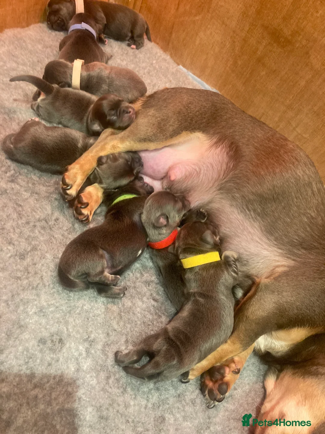 Chiweenie dogs for sale: Ready to go now ! X - Advert 12