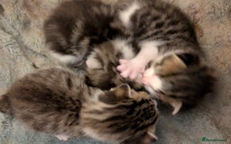 Mixed Breed cats for sale: 4 stunning kittens  - Image 27