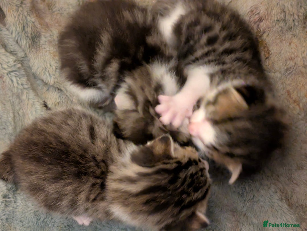 Mixed Breed cats for sale: 4 stunning kittens  - Image 27