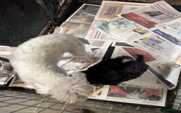 Bedlington Terrier dogs for sale: Super friendly KC Reg. CT Clear Male Puppy - Image 4