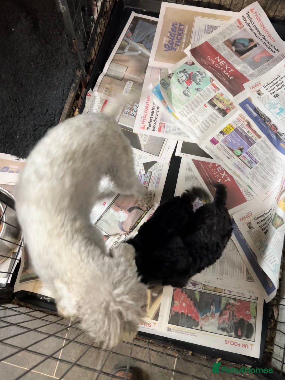 Bedlington Terrier dogs for sale: Super friendly KC Reg. CT Clear Male Puppy - Image 4