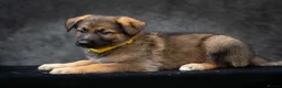 German Shepherd dogs for sale: Gorgeous German shepherd babies  - Advert 11