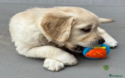 Golden Retriever dogs for sale: Beautiful KC Golden Retriever Babies  - Image 4