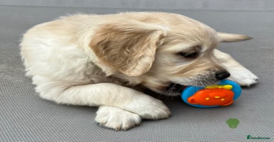 Golden Retriever dogs - Advert 2