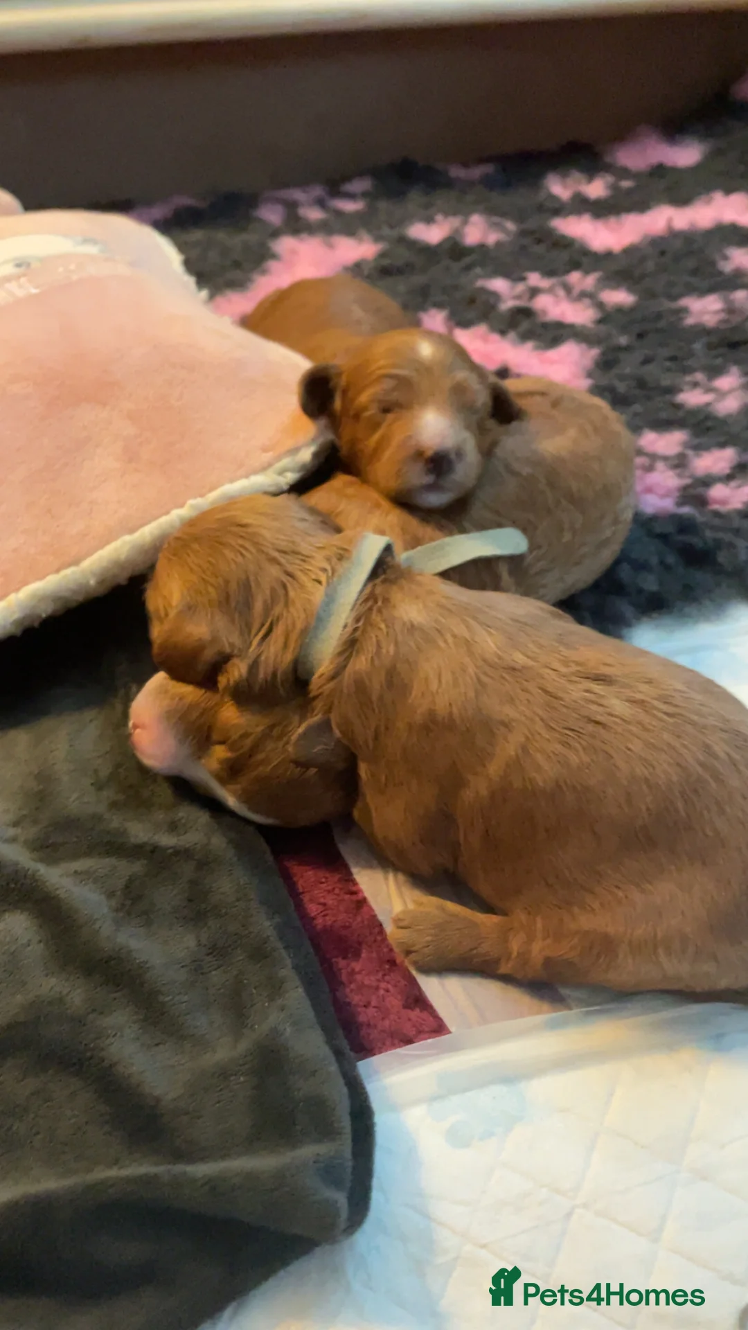 Cockapoo dogs for sale: X3 f1b cockapoo puppies  - Advert 4