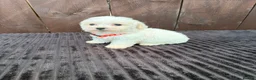 Miniature Poodle dogs for sale: Miniature poodles 2 boys 2 girls  - Advert 5