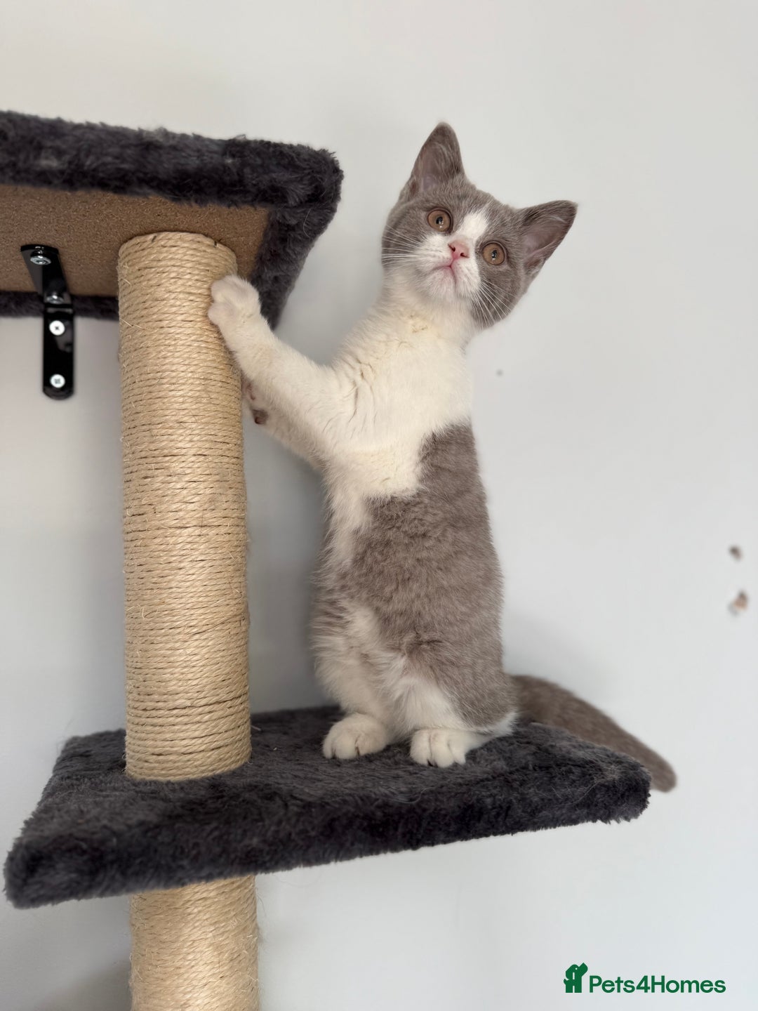 British Shorthair cats for sale: Top quality GCCF reg BSH grand champion lines - Image 29