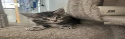 Mixed Breed cats for sale: 4Maine Coon Cross Male Kittens Need Loving Homes . - Advert 8