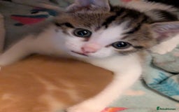 Mixed Breed cats for sale: Mixed breed maine coon  - Image 10