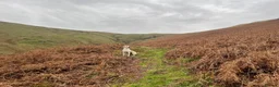 Labrador Retriever dogs for sale: Working Labrador puppies - Advert 5
