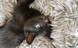 Mixed Breed cats for sale: 3 playful kittens  - Image 22