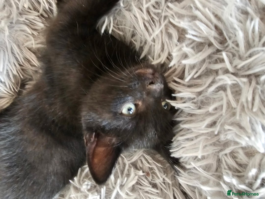 Mixed Breed cats for sale: 3 playful kittens  - Image 22