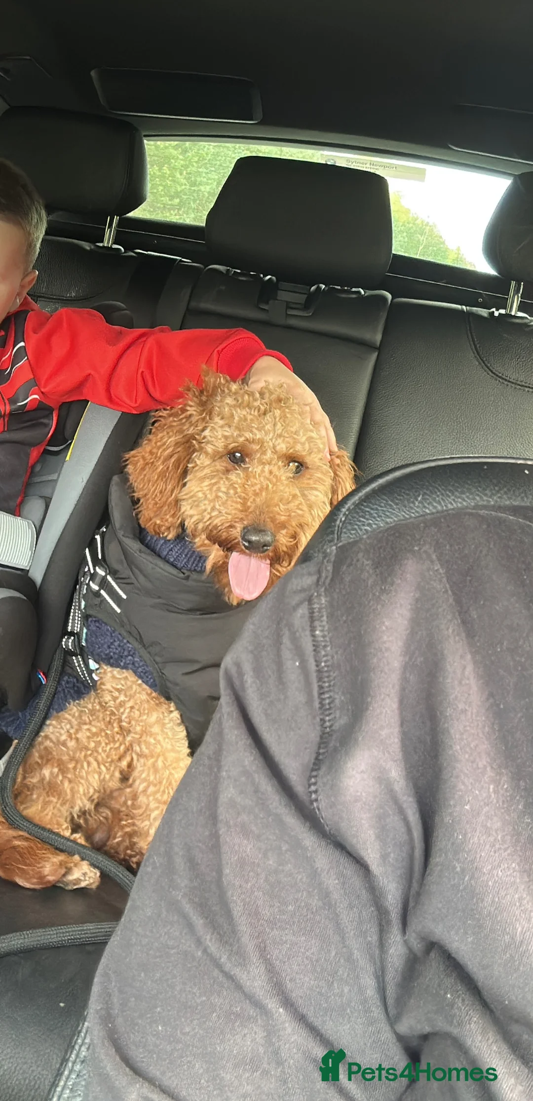 Miniature Poodle dogs for sale: Labapoodle  in Congleton - Advert 7