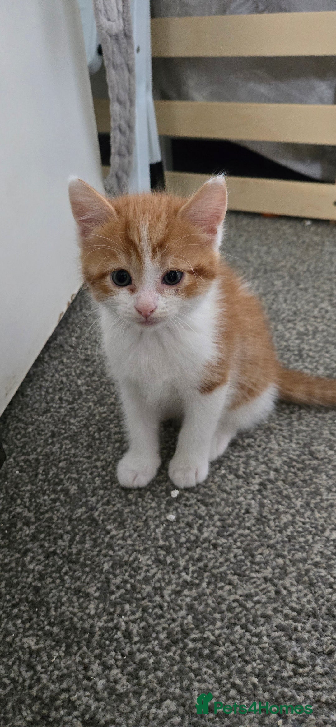 Mixed Breed cats for sale: 7 beautiful babies, 2 black/white are polydactyl  - Image 10