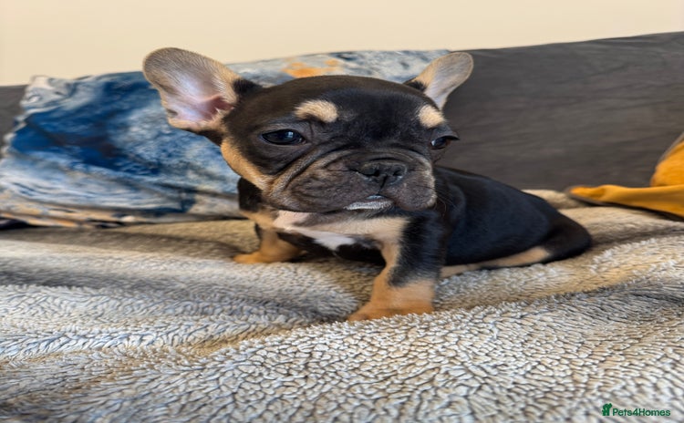 French Bulldog dogs - Advert 2