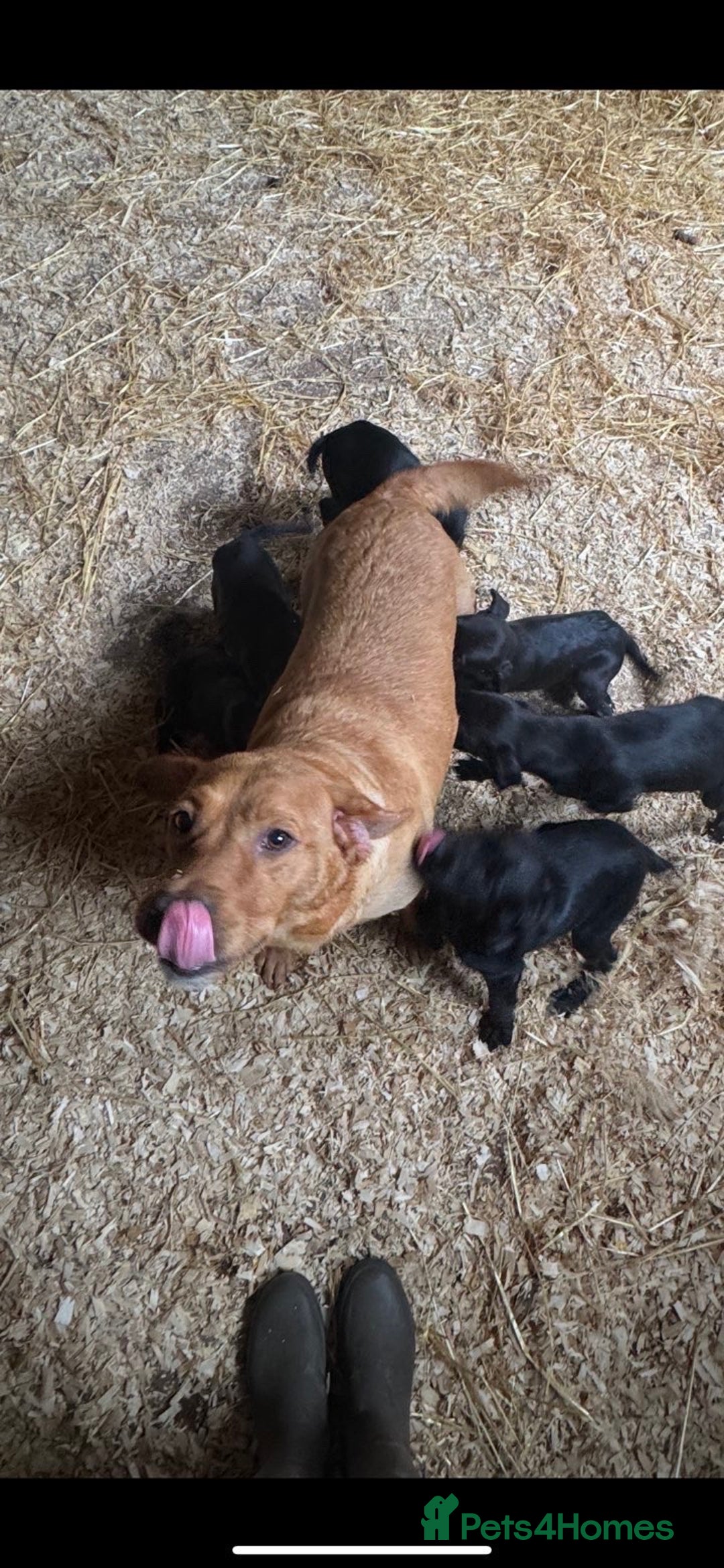 Springador dogs for sale: Black Springador Puppies - Image 7