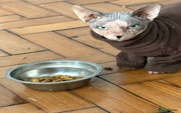 Sphynx cats for sale: Beautiful boy looking for forever home  - Advert 1