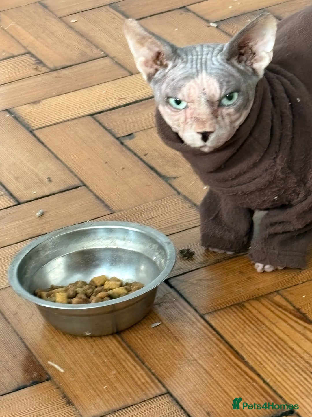 Sphynx cats for sale: Beautiful boy looking for forever home  - Advert 1