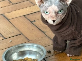 Sphynx cats Beautiful boy looking for forever home - Advert 1