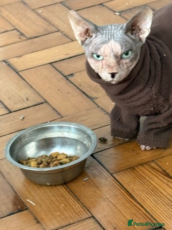 Sphynx cats Beautiful boy looking for forever home - Advert 1