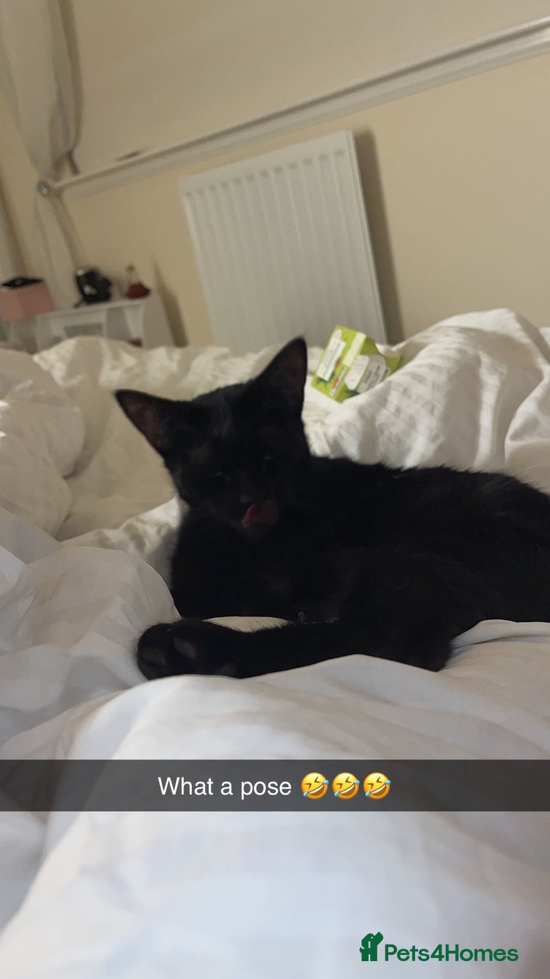 British Shorthair cats for sale: Female cat - Image 3