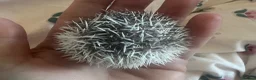 Pygmy Hedgehog rodents for sale: African Pygmy hedgehogs hoglets  - Advert 3