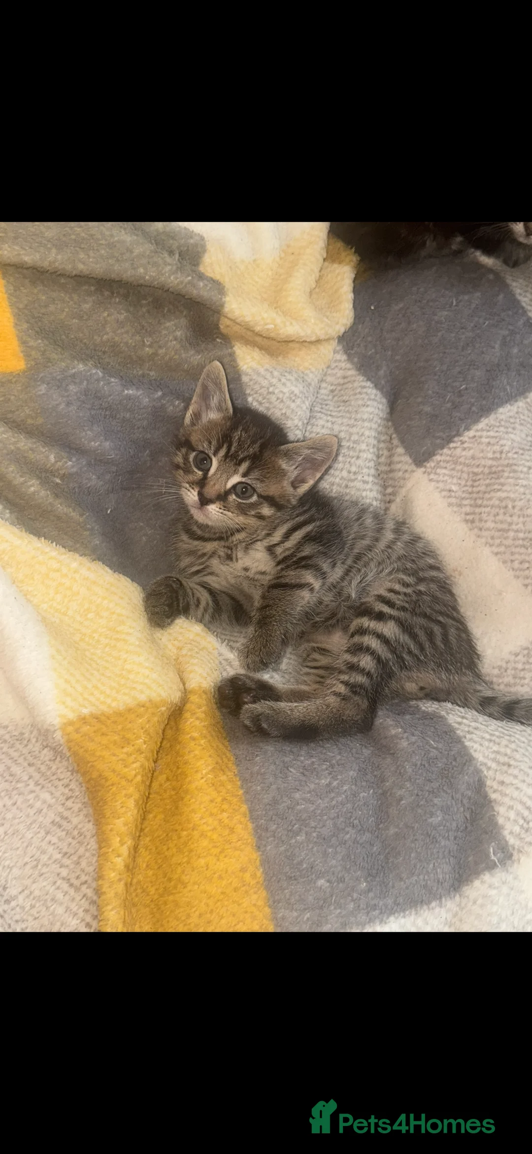 Mixed Breed cats for sale: Beautiful Chucky kittens for sale  - Advert 7