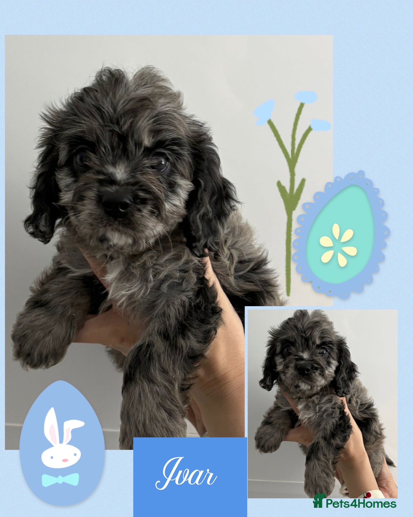 Cavapoo dogs Beautiful f1 cavapoos - Advert 2