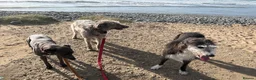Mixed Breed dogs for sale: Beautiful Lurcher 9 years old  in Taunton - Advert 4