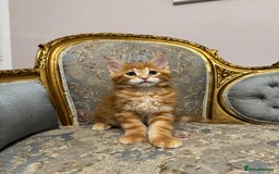 Maine Coon cats for sale: Maine Coon Kittens with Elite Heritage 🌟🌟🌟🌟🌟 - Image 33