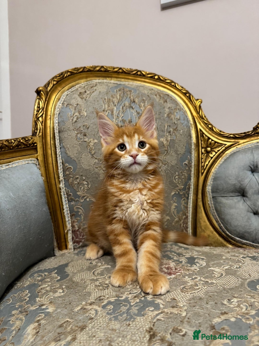 Maine Coon cats for sale: Maine Coon Kittens with Elite Heritage 🌟🌟🌟🌟🌟 - Image 33
