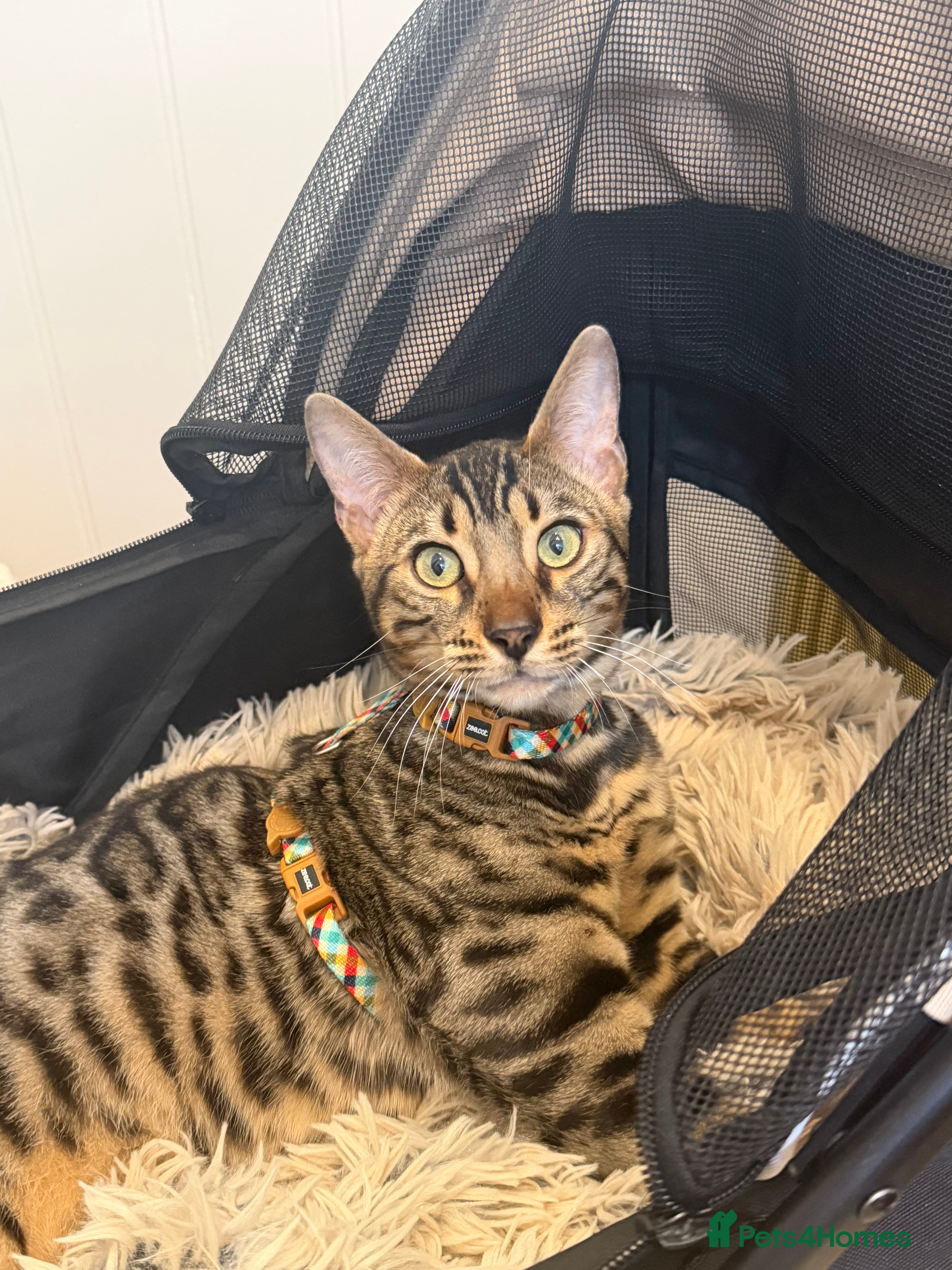 Bengal cats 6 month old Beautiful male bengal  in Worthing - Advert 1