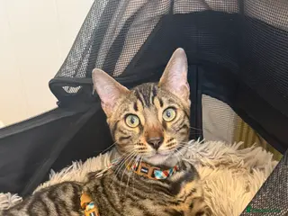 Bengal cats 6 month old Beautiful male bengal in Worthing - Advert 1