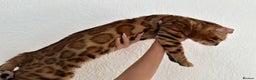 Bengal cats for stud: Bengal Stud Available🌟 - Advert 12